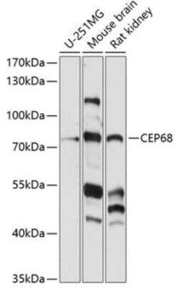 CEP68 Antibody - Azide and BSA Free, Novus Biologicals 0.1 mL | Buy Online | Novus Biologicals | Fisher Scientific