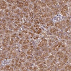 CEP95 Antibody, Novus Biologicals:Antibodies:Primary Antibodies