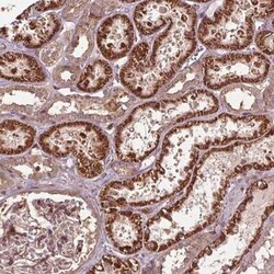 CEP95 Antibody, Novus Biologicals:Antibodies:Primary Antibodies