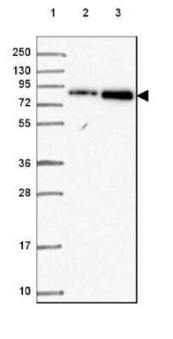CEP95 Antibody, Novus Biologicals 25 &mu;L, Unconjugated:Antibodies, Polyclonal