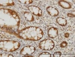 Carboxylesterase 2/CES2 Antibody (4F12), Novus Biologicals 0.1 mg | Buy Online | Novus Biologicals | Fisher Scientific
