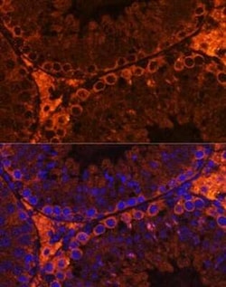 CFAP61 Antibody - Azide and BSA Free, Novus Biologicals 0.1 mL, Unconjugated:Antibodies,