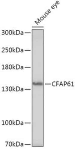 CFAP61 Antibody - Azide and BSA Free, Novus Biologicals 0.1 mL, Unconjugated:Antibodies,