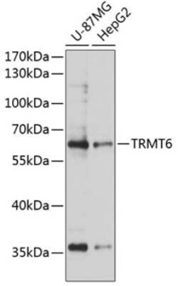 CGI-09 Antibody - Azide and BSA Free, Novus Biologicals 0.02 mL, Unconjugated:Antibodies,