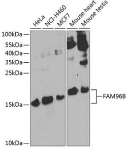 CGI-128 Antibody - BSA Free, Novus Biologicals 0.1 mL, Unconjugated:Antibodies,