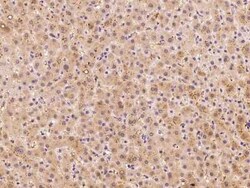 CGR19 Antibody, Novus Biologicals:Antibodies:Primary Antibodies