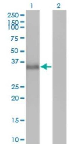 CGREF1 Antibody (2D7), Novus Biologicals 0.1 mg | Buy Online | Novus Biologicals | Fisher Scientific