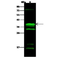 CGREF1 Antibody, Novus Biologicals 100 &mu;g; Unconjugated:Antibodies,