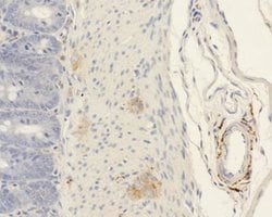 Kv9.2 Rabbit anti-Human, Mouse, Rat, Polyclonal, Novus Biologicals 100