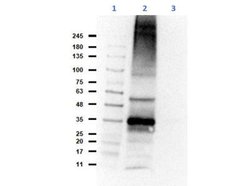 CH25H Antibody, Novus Biologicals 50 &mu;g; Unconjugated:Antibodies, Polyclonal