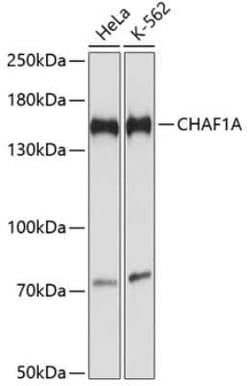 CHAF1A Antibody - Azide and BSA Free, Novus Biologicals 0.1 mL | Buy Online | Novus Biologicals | Fisher Scientific