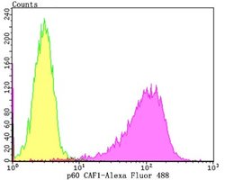 CHAF1B Rabbit anti-Human, Clone: JG92-30, Novus Biologicals 100 &mu;L | Buy Online | Novus Biologicals | Fisher Scientific