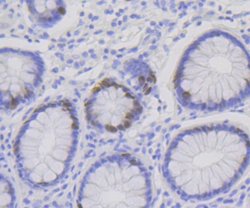 CHAF1B Rabbit anti-Human, Clone: JG92-30, Novus Biologicals 100 &mu;L | Buy Online | Novus Biologicals | Fisher Scientific