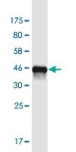 CHCHD4 Antibody (6C9), Novus Biologicals 100 &mu;g; Unconjugated:Antibodies,