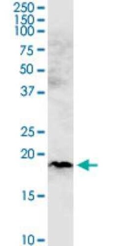CHCHD4 Antibody (6C9), Novus Biologicals 100 &mu;g; Unconjugated:Antibodies,