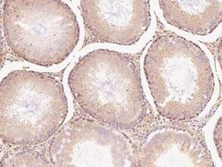 CHCHD4 Antibody, Novus Biologicals:Antibodies:Primary Antibodies
