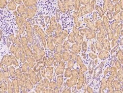 CHCHD4 Antibody, Novus Biologicals:Antibodies:Primary Antibodies