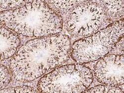 CHCHD4 Antibody, Novus Biologicals:Antibodies:Primary Antibodies