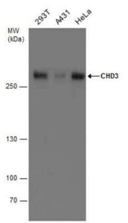 CHD3 Antibody, Novus Biologicals 100 μg; Unconjugated:Antibodies, Polyclonal