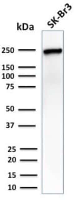 CHD4 Mouse anti-Human, Mouse, Clone: 3F2/4, Novus Biologicals 20 &mu;g;
