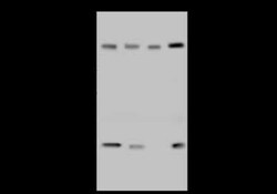 CHD4 Antibody, Novus Biologicals 100 &mu;g, Unconjugated:Antibodies, Polyclonal