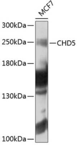 CHD5 Antibody - BSA Free, Novus Biologicals:Antibodies:Primary Antibodies