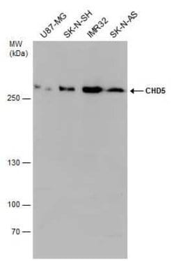 CHD5 Antibody, Novus Biologicals 100 &mu;g; Unconjugated:Antibodies, Polyclonal