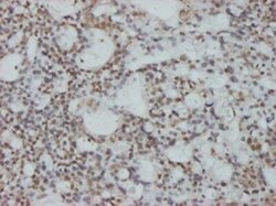 CHFR Antibody (1H3-A12), Novus Biologicals 0.1 mg | Buy Online | Novus Biologicals | Fisher Scientific
