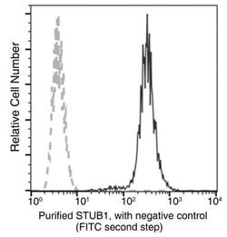 CHIP/STUB1 Rabbit anti-Human, Clone: 34, Novus Biologicals 50 &mu;g; Unconjugated:Antibodies,