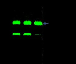 CHIP/STUB1 Rabbit anti-Human, Clone: 34, Novus Biologicals 50 &mu;g; Unconjugated:Antibodies,