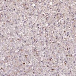 CHMP4B Antibody, Novus Biologicals 0.1 mL, Unconjugated:Antibodies, Polyclonal
