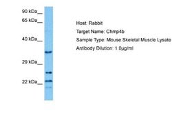 CHMP4B Antibody, Novus Biologicals 100 &mu;L; Unconjugated:Antibodies,