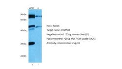 CHMP4B Antibody, Novus Biologicals 100 &mu;L; Unconjugated:Antibodies,