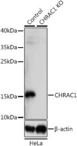 CHRAC1 Antibody - BSA Free, Novus Biologicals 0.02 mL | Buy Online | Novus Biologicals | Fisher Scientific