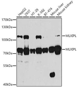 CHREBP Antibody - BSA Free, Novus Biologicals:Antibodies:Primary Antibodies