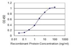 CHST12 Antibody (3D6), Novus Biologicals 0.1 mg, Unconjugated:Antibodies,