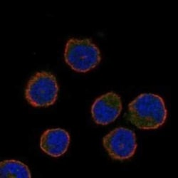 CIB3 Rabbit anti-Human, Polyclonal, Novus Biologicals 25 &mu;g; Unconjugated:Antibodies,