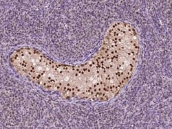 CINAP Antibody, Novus Biologicals:Anticorps:Anticorps primaires