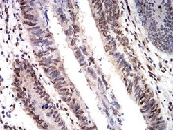 CIRBP Antibody (6E12B3) - BSA Free, Novus Biologicals:Antibodies:Primary