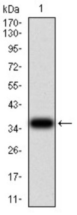 CIRBP Antibody (6E12B3) - BSA Free, Novus Biologicals:Antibodies:Primary