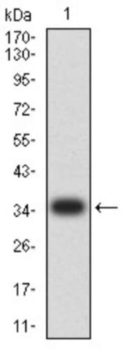 CIRBP Antibody (6E12D5) - BSA Free, Novus Biologicals:Antibodies:Primary