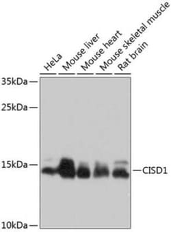CISD1 Antibody - BSA Free, Novus Biologicals 0.02 mL, Unconjugated:Antibodies,
