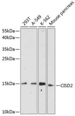 CISD2 Antibody - BSA Free, Novus Biologicals 0.1 mL, Unconjugated:Antibodies,