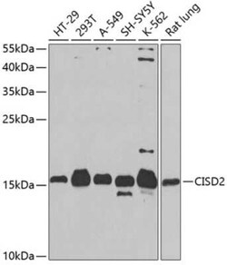 CISD2 Antibody - BSA Free, Novus Biologicals 0.1 mL, Unconjugated:Antibodies,