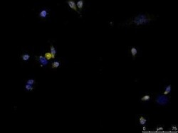 CITED1 Antibody (5H6), Novus Biologicals 0.1 mg, Unconjugated:Antibodies,