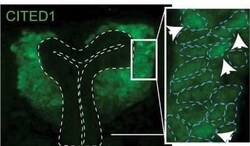 CITED1 Antibody (5H6), Novus Biologicals 0.1 mg, Unconjugated:Antibodies,