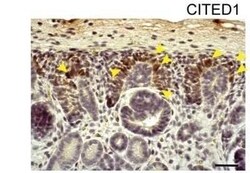 CITED1 Antibody (5H6), Novus Biologicals 0.1 mg, Unconjugated:Antibodies,