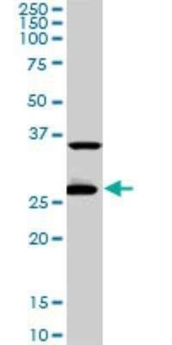 CITED1 Antibody (6C1), Novus Biologicals 0.1 mg | Buy Online | Novus Biologicals | Fisher Scientific