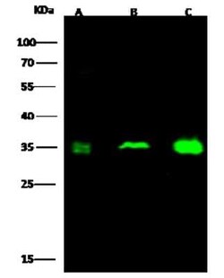 CKAP1 Antibody, Novus Biologicals 100 &mu;g; Unconjugated:Antibodies, Polyclonal