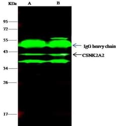 CKII alpha prime polypeptide Antibody, Novus Biologicals:Antibodies:Primary